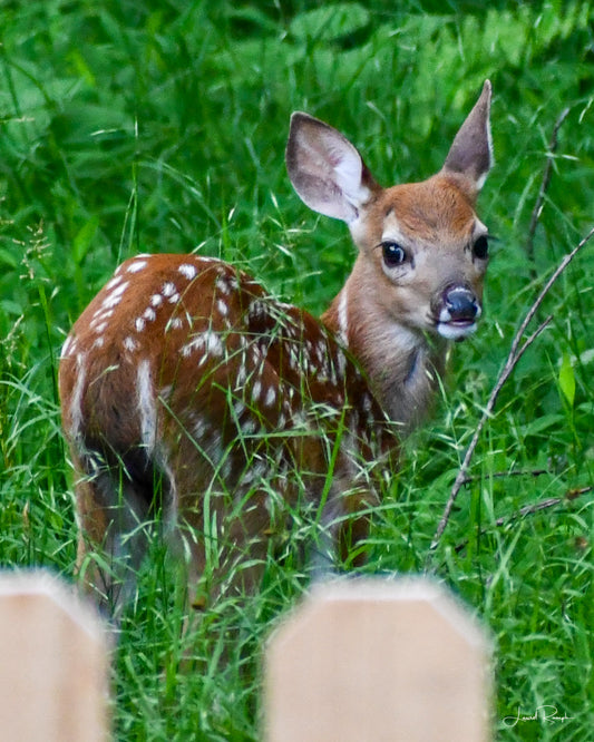 Fawn peering back at the camera with it's booty in the foreground, from an overgrown grassy yard, in Fleetwood (Ashe County), North Carolina.