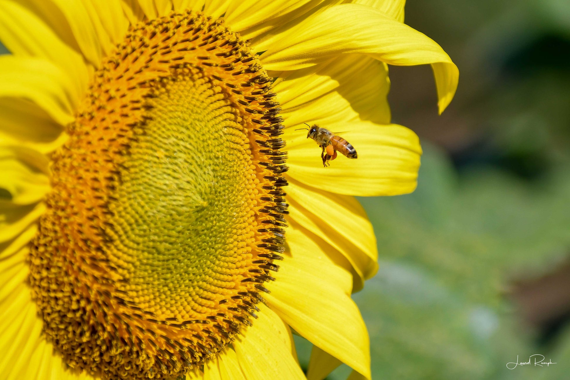 A close up of a honey bee flying up to the heart of a sunflower, with lots of pollen packed in its legs, North Carolina State Upper Mountain Research Station in Ashe County.