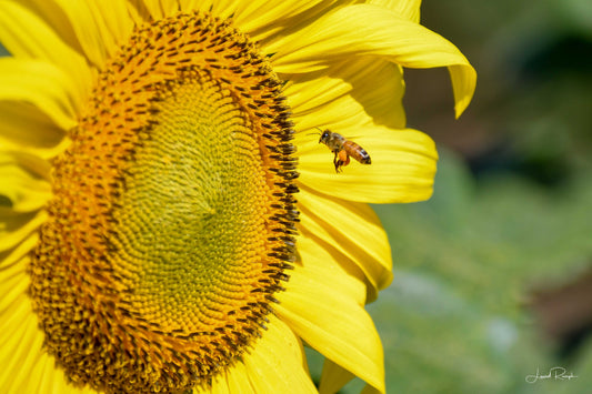 A close up of a honey bee flying up to the heart of a sunflower, with lots of pollen packed in its legs, North Carolina State Upper Mountain Research Station in Ashe County.