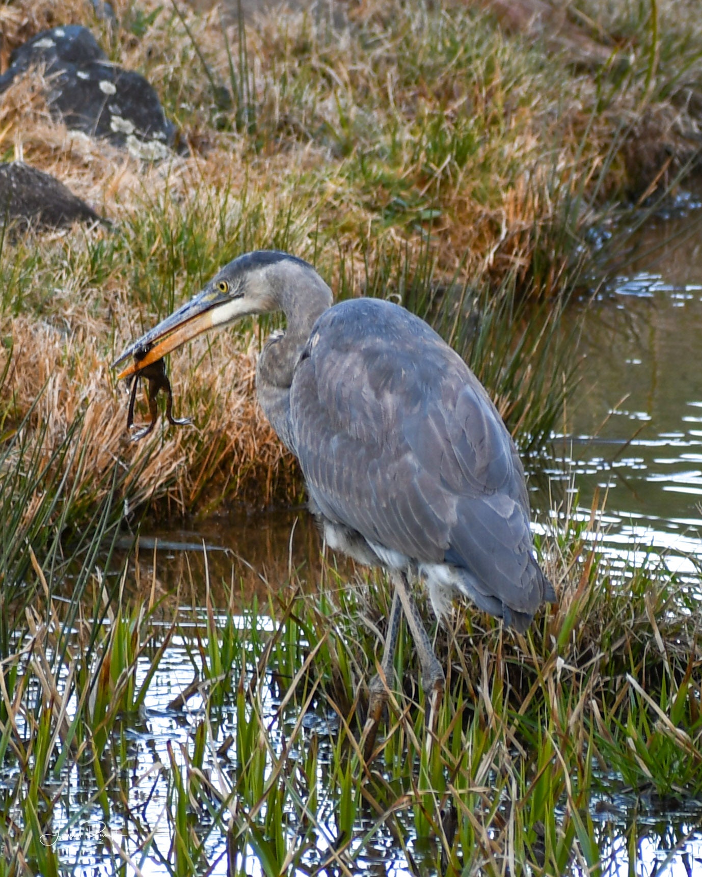 Gray heron standing in a marshy area with a frog dripping from it's mouth with water and grass in the background in Fleetwood (Ashe County), North Carolina.