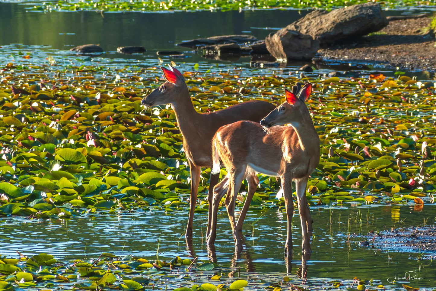 Two deer standing on the edge of Bass Lake with lily pads and rocks in the background, Blowing Rock, North Carolina.