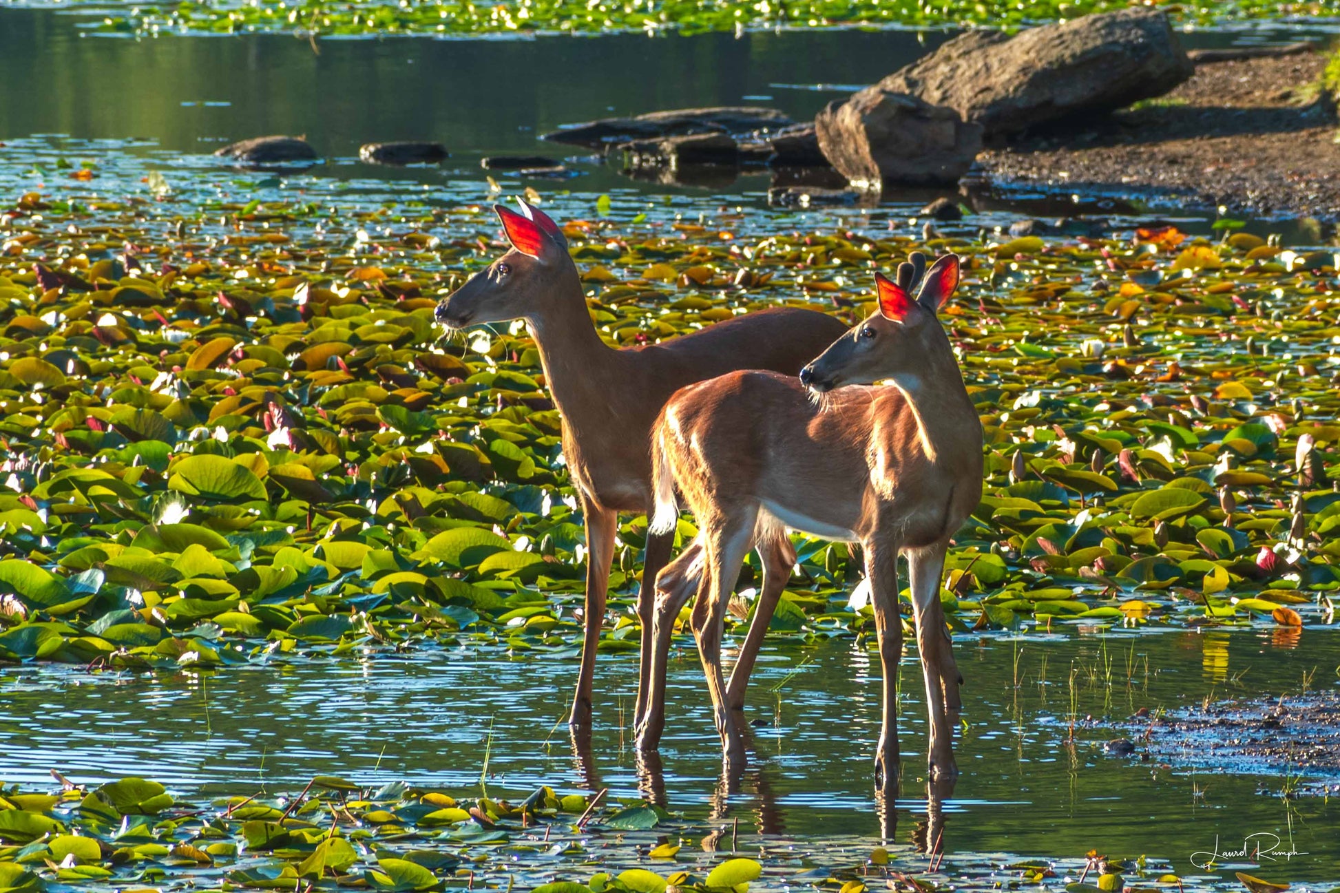Two deer standing on the edge of Bass Lake with lily pads and rocks in the background, Blowing Rock, North Carolina.