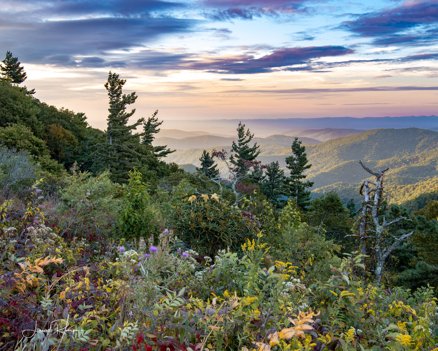 Scenic overlook on the Blue Ridge Parkway at sunrise with purple and oranges in the sky and on the wildflowers in the foreground, Doughton Park, North Carolina. 4x5 crop