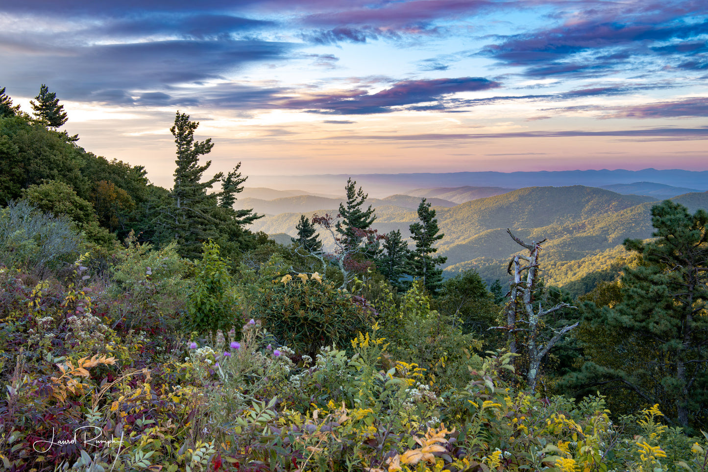 Scenic overlook on the Blue Ridge Parkway at sunrise with purple and oranges in the sky and on the wildflowers in the foreground, Doughton Park, North Carolina. 2x3 crop