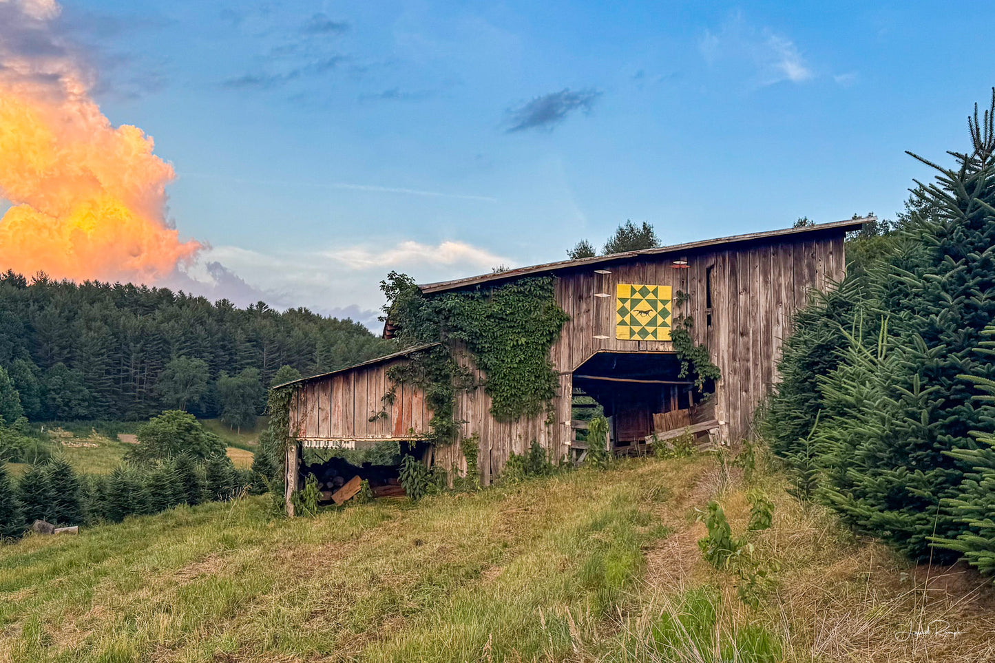 Tree Farm Glow - Ashe County, NC - Prints